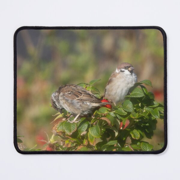 Item preview, Eurasian tree sparrows designed and sold by Calidris Fotografie Steffi & Ben Köppler.