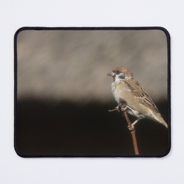 Item preview, Eurasian tree sparrow designed and sold by Calidris Fotografie Steffi & Ben Köppler.