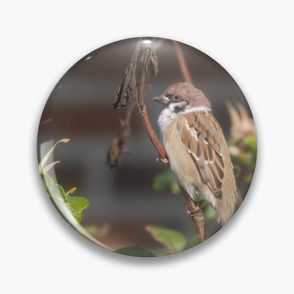 Item preview, Eurasian tree sparrow designed and sold by Calidris Fotografie Steffi & Ben Köppler.