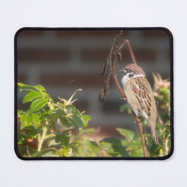 Item preview, Eurasian tree sparrow designed and sold by Calidris Fotografie Steffi & Ben Köppler.