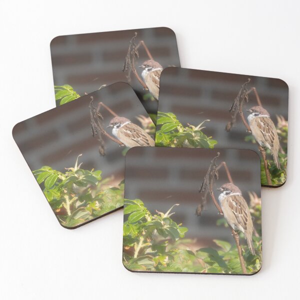 Item preview, Eurasian tree sparrow designed and sold by Calidris Fotografie Steffi & Ben Köppler.