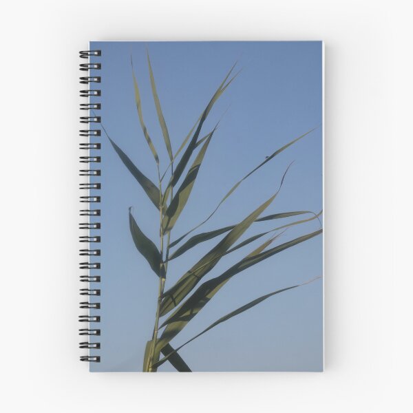 Item preview, Common Reed designed and sold by Calidris Fotografie Steffi & Ben Köppler.