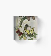 Vintage Butterflies in Nature Illustration (1899) Acrylic Block