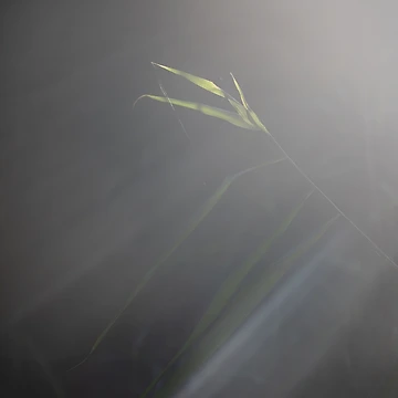 Artwork thumbnail, Common Reed by Calidris Fotografie Steffi & Ben Köppler
