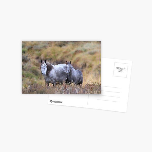 Item preview, kosciuszko brumbies  designed and sold by Donovan Wilson.