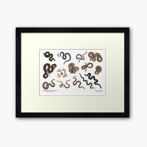 Framed Print