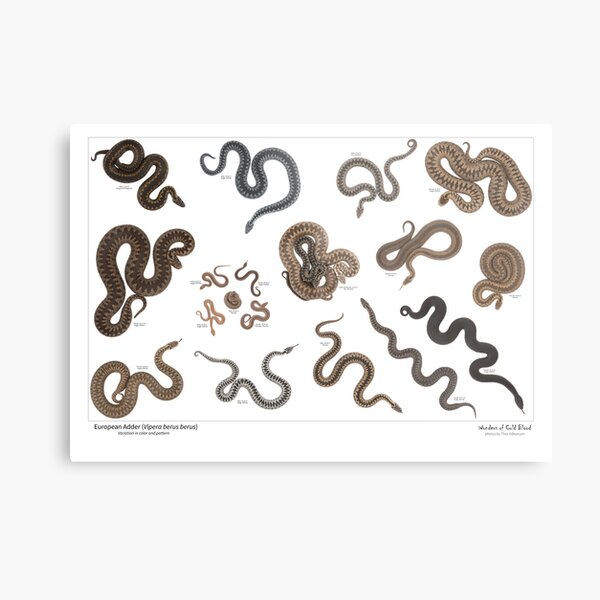Metal Print