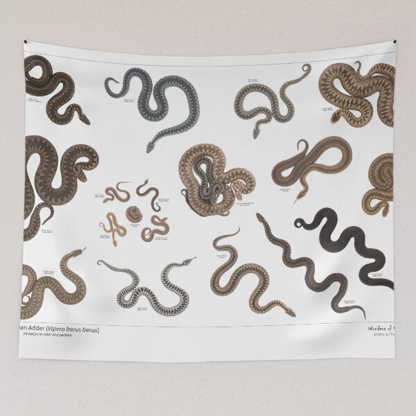 Item preview, Vipera berus - variation v2 designed and sold by Thor  Håkonsen.