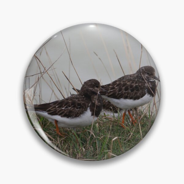 Item preview, A group of Turnstones. designed and sold by GingerMan2550.