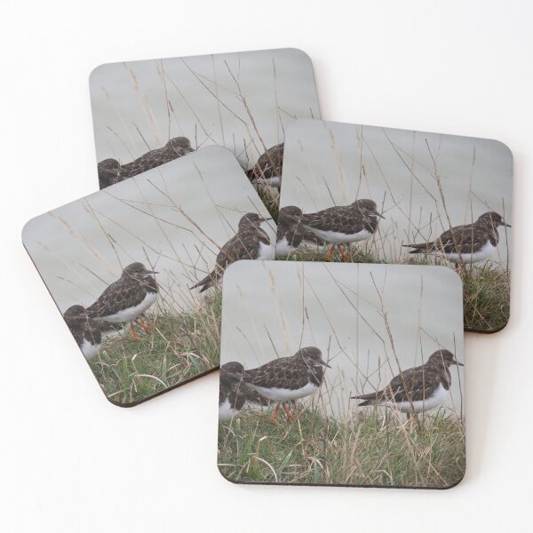 Item preview, A group of Turnstones. designed and sold by GingerMan2550.