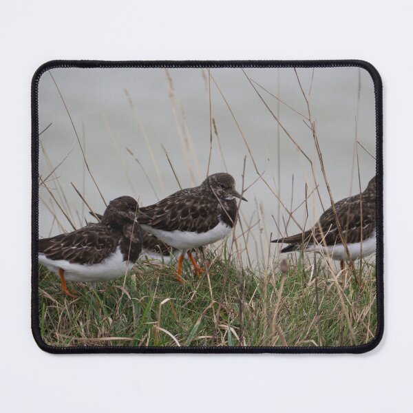 Item preview, A group of Turnstones. designed and sold by GingerMan2550.