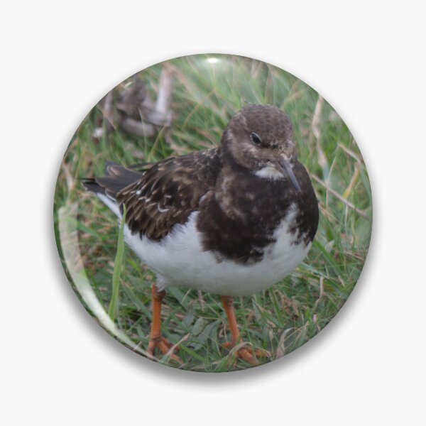 Item preview, A lone Turnstone. designed and sold by GingerMan2550.