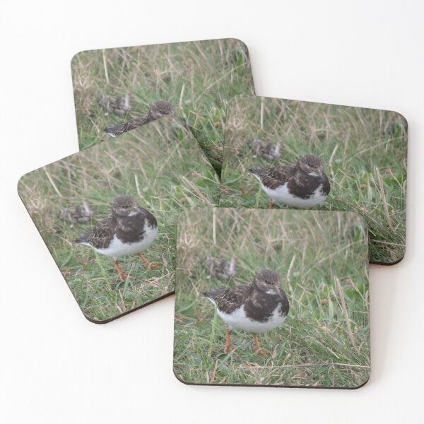Item preview, A lone Turnstone. designed and sold by GingerMan2550.