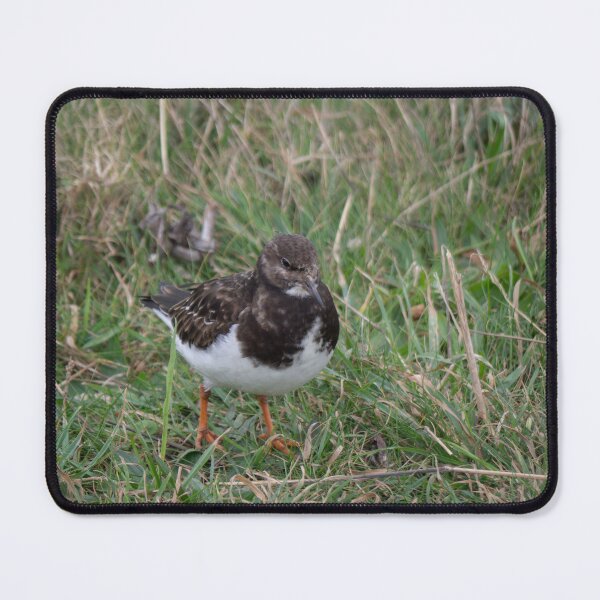 Item preview, A lone Turnstone. designed and sold by GingerMan2550.
