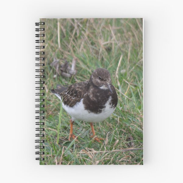 Item preview, A lone Turnstone. designed and sold by GingerMan2550.