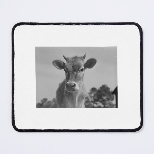 Item preview, Beautiful Vintage Cow Photography designed and sold by cow-goes-moo.
