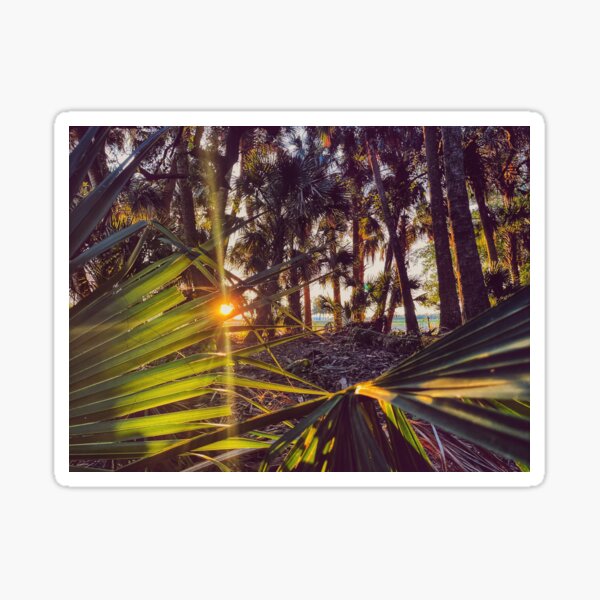 Aperçu de l'œuvre Palmetto à l'aube créée et vendue par Jason Tompkins.