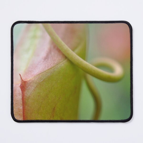 Item preview, Subtle Carnivore in Pink and Green - Nepenthes - Botanical Photography - Original Abstract Fine Art designed and sold by SageFolio.