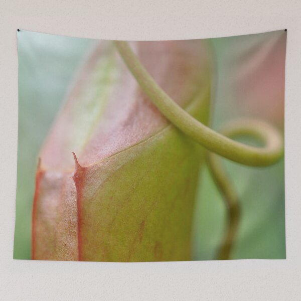 Item preview, Subtle Carnivore in Pink and Green - Nepenthes - Botanical Photography - Original Abstract Fine Art designed and sold by SageFolio.