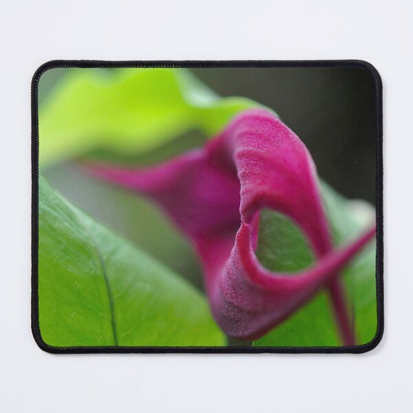 Item preview, Bold Arcs in Magenta and Green - Botanical Photography - Original Abstract Fine Art designed and sold by SageFolio.