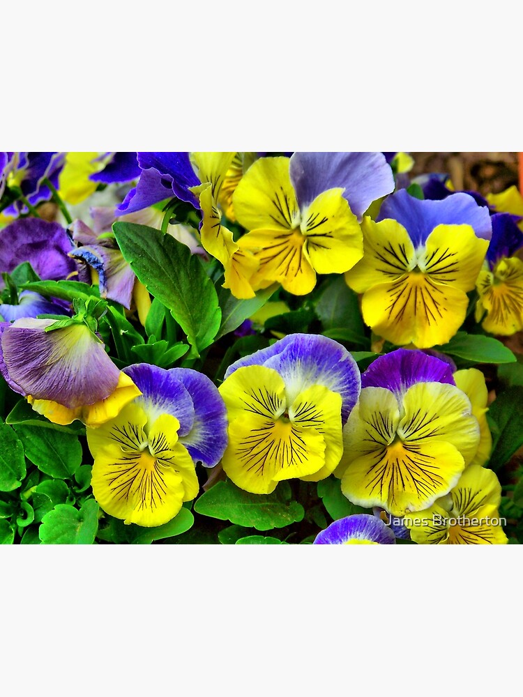 “Blue and Yellow Pansies” Photographic Print for Sale by jim88bro