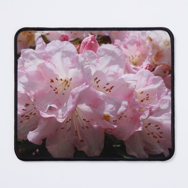 Item preview, Pinkizaleas designed and sold by Jim Marjoram.