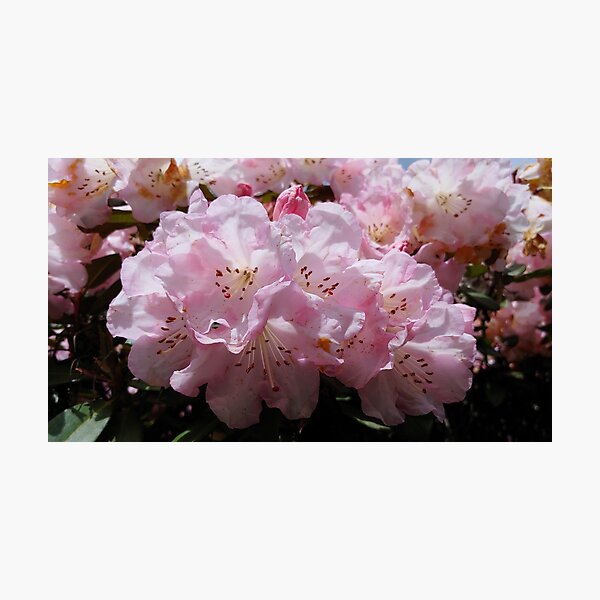Item preview, Pinkizaleas designed and sold by Jim Marjoram.