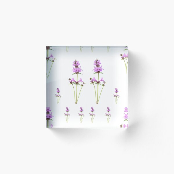 Artikelvorschau, Stachys macrantha Große Betonie entworfen und verkauft von Chris Burrows.