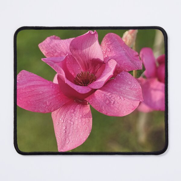 Item preview, Luscious Magnolia designed and sold by Jim Marjoram.