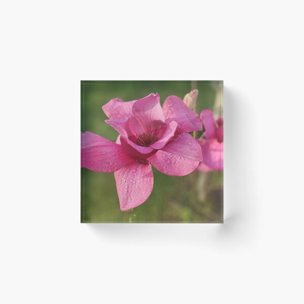 Item preview, Luscious Magnolia designed and sold by Jim Marjoram.