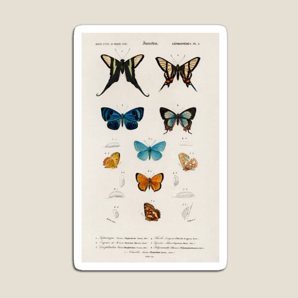 Item preview, Vintage Butterfly Chart designed and sold by SuziQPrayers427.