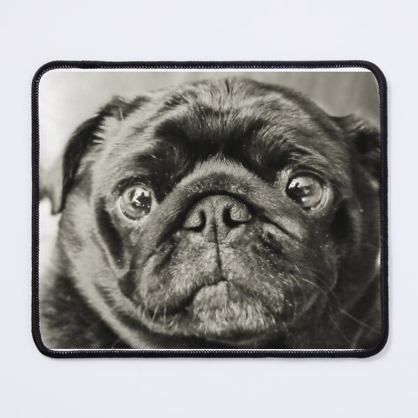 Item preview, High Art Lite - black pug dog designed and sold by SilentlyRob668.