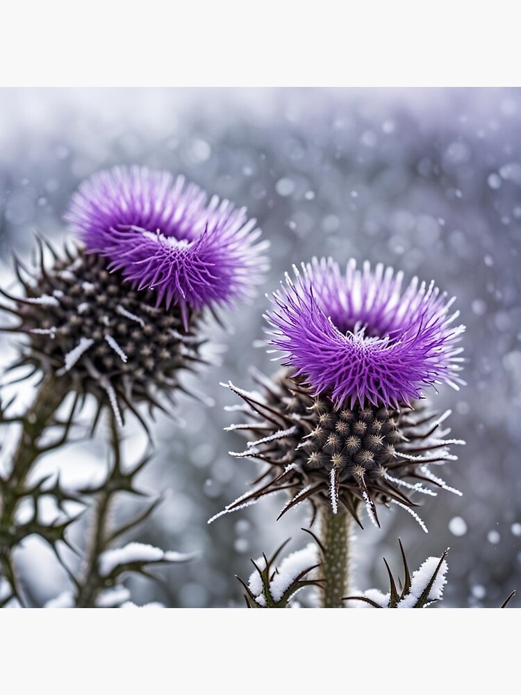 Thumbnail 2 of 2, Postcard, Thistles in the Snow designed and sold by LenCarol.