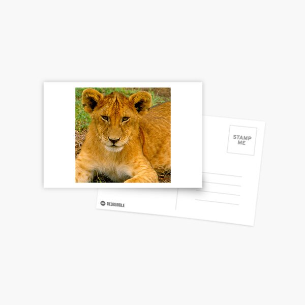 Little Simba Postcard