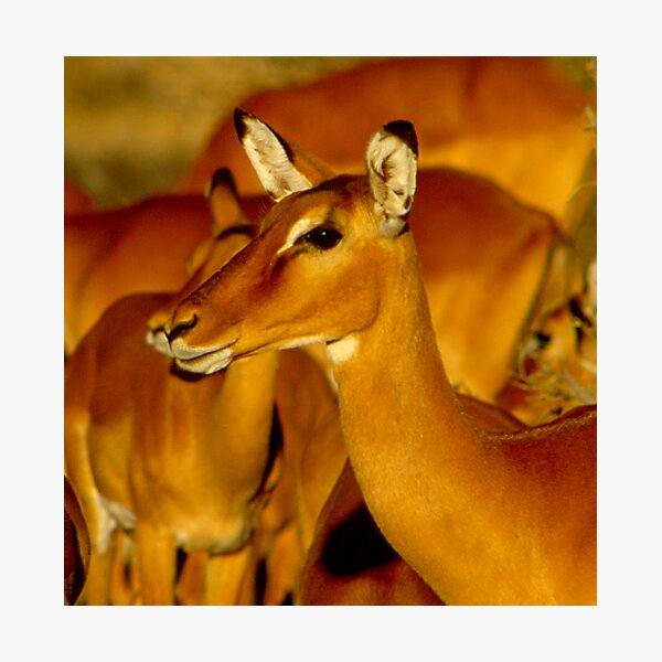 Impala Photographic Print