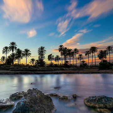 Artwork thumbnail, Sunset Palms by Ralph Goldsmith
