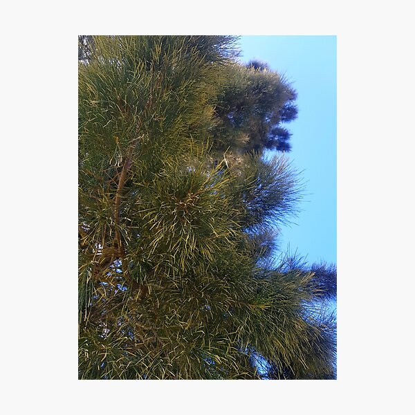 Item preview, Pine tree  designed and sold by Blissfully-MK.