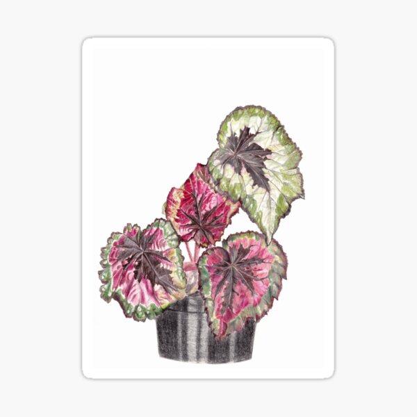 Pegatinas: Begonia Rex | Redbubble