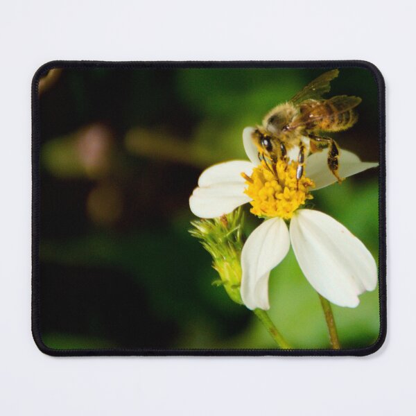 Item preview, Bee And Spanish Needle Flower designed and sold by MercerImages.