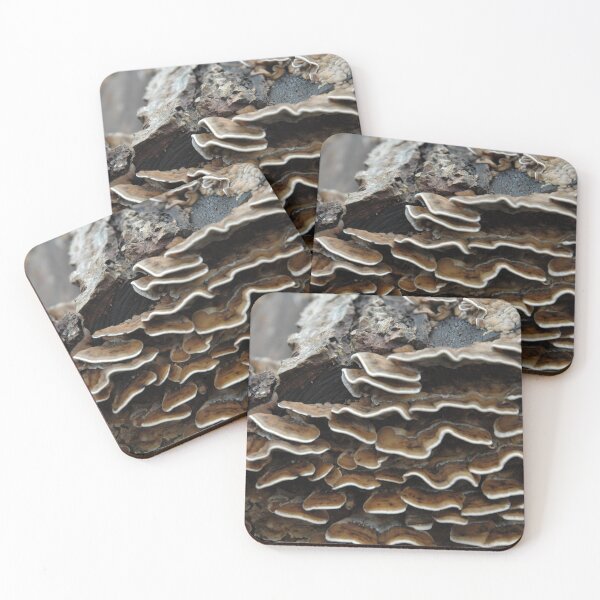 Item preview, Turkey-tail fungus designed and sold by Photos-by-Eddie.