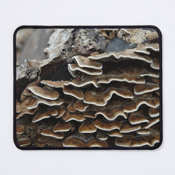 Item preview, Turkey-tail fungus designed and sold by Photos-by-Eddie.