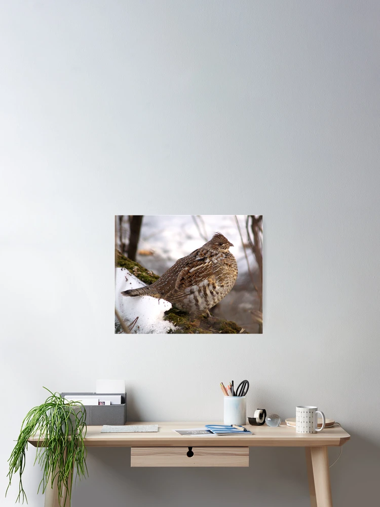 Thumbnail 2 of 3, Poster, A Ruffed Grouse designed and sold by DigitallyStill.