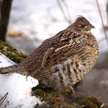 Artwork thumbnail, A Ruffed Grouse by DigitallyStill