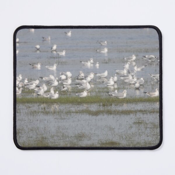Item preview, Gulls designed and sold by Calidris Fotografie Steffi & Ben Köppler.