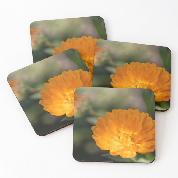 Item preview, Common Marigold designed and sold by Calidris Fotografie Steffi & Ben Köppler.