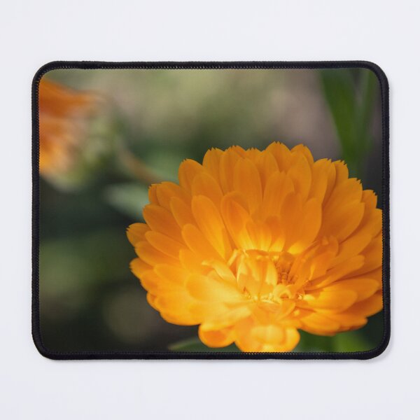 Item preview, Common Marigold designed and sold by Calidris Fotografie Steffi & Ben Köppler.