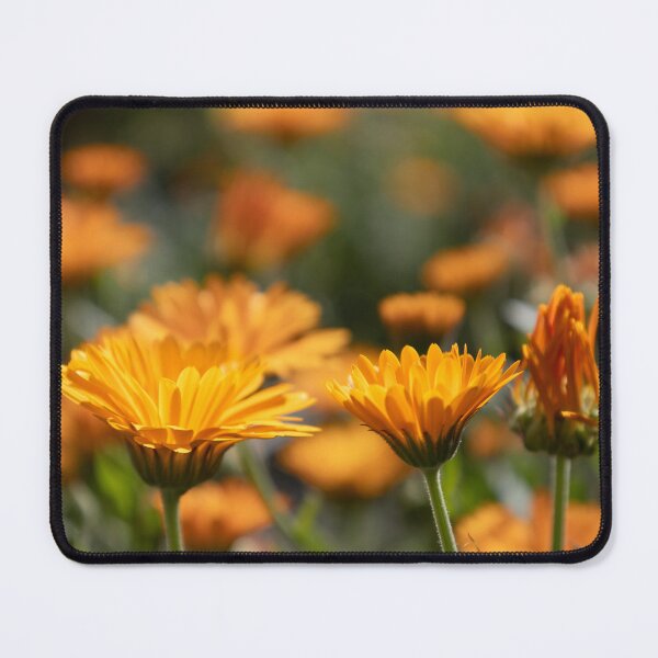 Item preview, Common Marigold designed and sold by Calidris Fotografie Steffi & Ben Köppler.