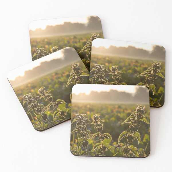 Item preview, Stinging Nettle designed and sold by Calidris Fotografie Steffi & Ben Köppler.