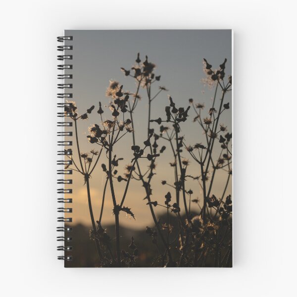 Item preview, Corn Thistle designed and sold by Calidris Fotografie Steffi & Ben Köppler.