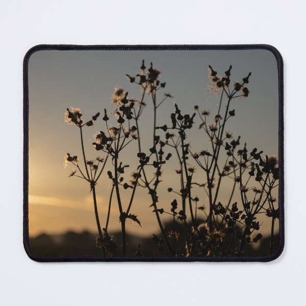 Item preview, Corn Thistle designed and sold by Calidris Fotografie Steffi & Ben Köppler.
